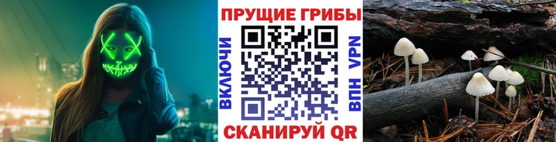 где купить Кущёвская Галлюциногенные грибы GOLDEN TEACHER